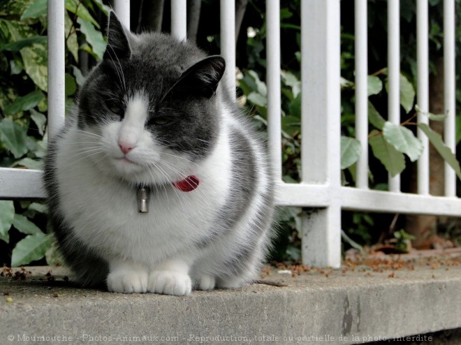 Photo de Chat domestique