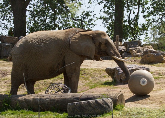 Photo d'Elphant d'afrique