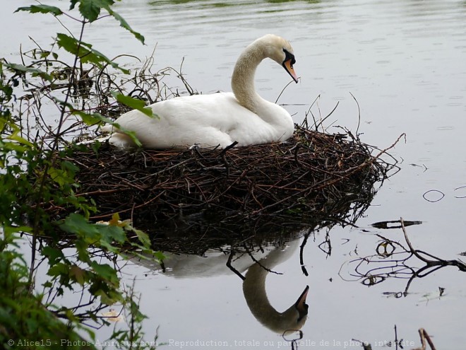 Photo de Cygne