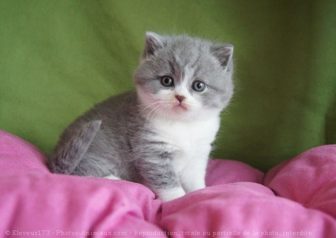 Photo de British shorthair