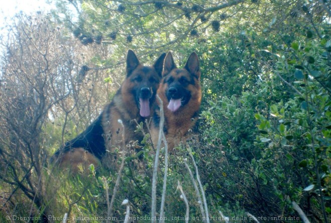 Photo de Berger allemand  poil court