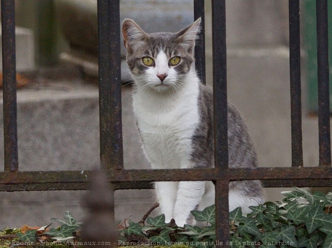 Photo de Chat domestique