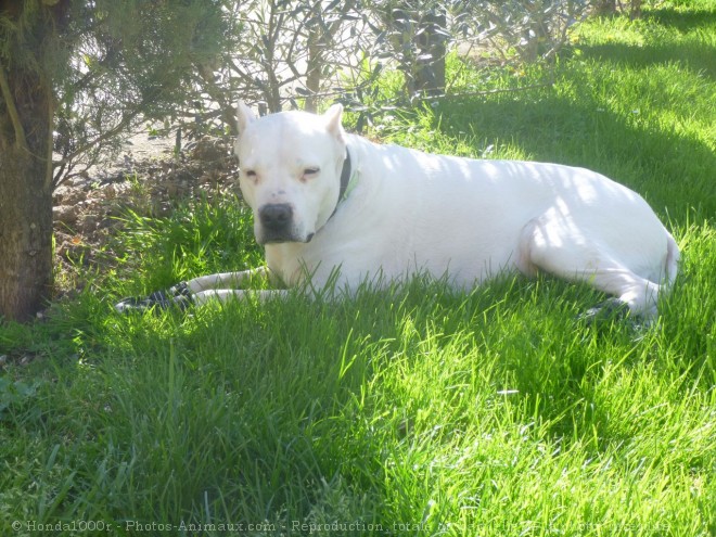 Photo de Dogue argentin