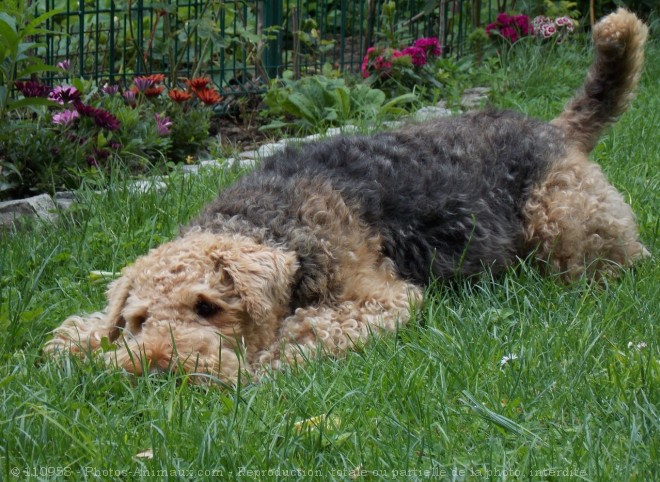 Photo d'Airedale terrier