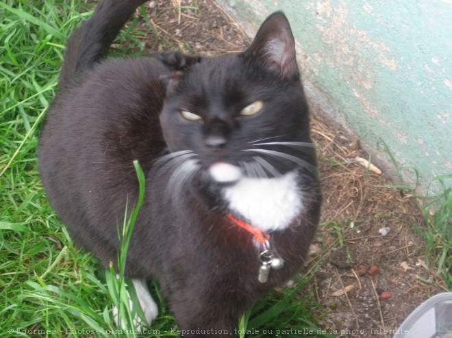 Photo de Chat domestique