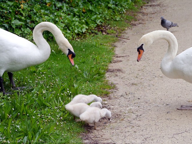 Photo de Cygne