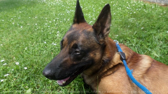 Photo de Berger belge malinois