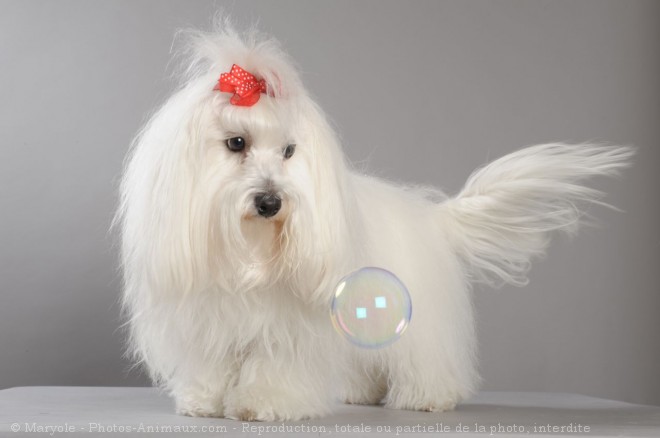 Photo de Coton de tulear