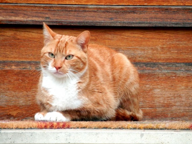 Photo de Chat domestique