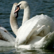 Photo de Cygne