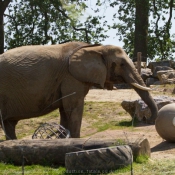 Photo d'Elphant d'afrique