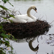 Photo de Cygne