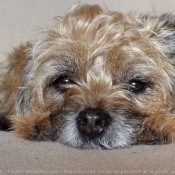 Photo de Border terrier