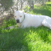 Photo de Dogue argentin