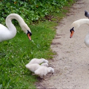 Photo de Cygne