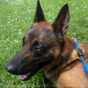 Photo de Berger belge malinois