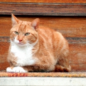 Photo de Chat domestique