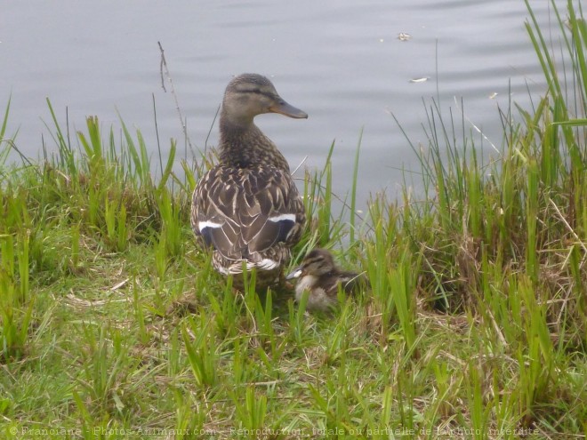 Photo de Canard colvert