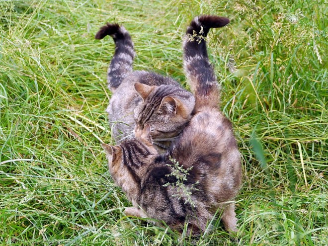 Photo de Chat domestique