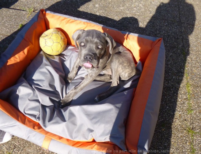 Photo de Chien de cour italien