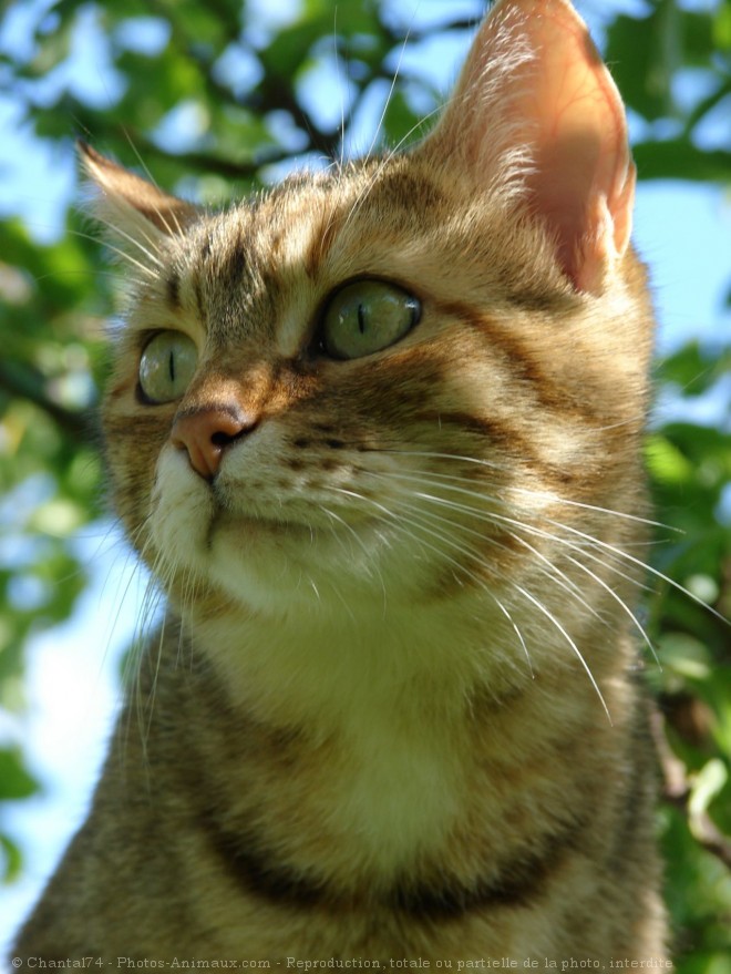 Photo de Chat domestique