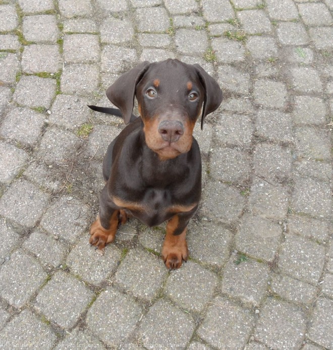 Photo de Dobermann