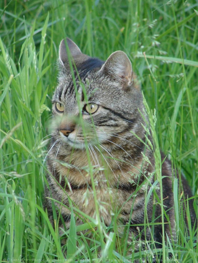 Photo de Chat domestique