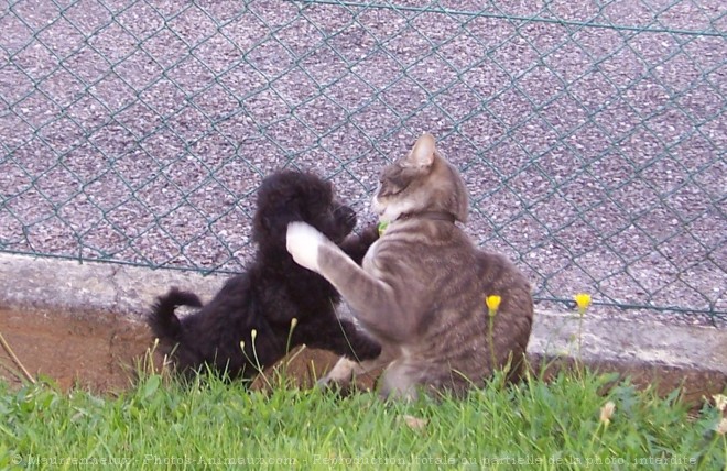 Photo de Chat domestique