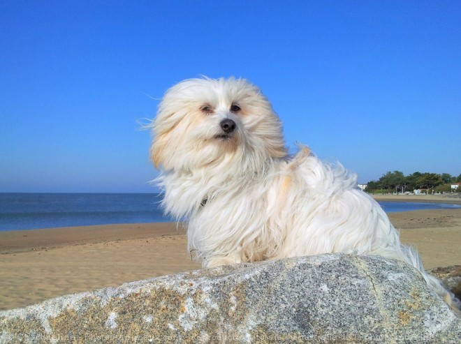 Photo de Coton de tulear