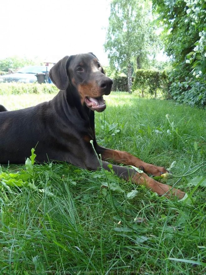 Photo de Dobermann