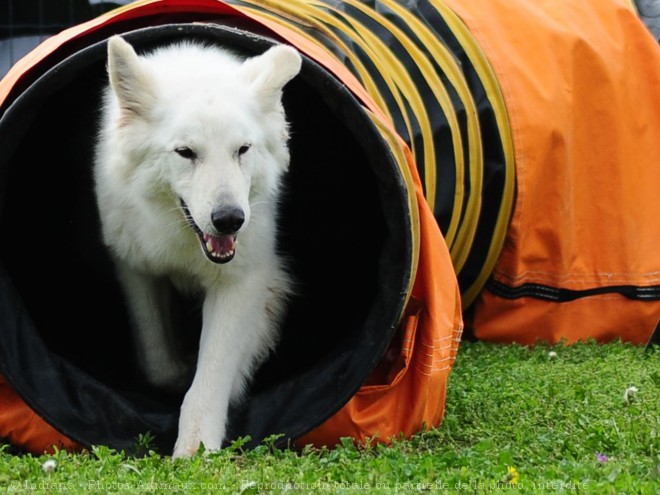 Photo de Berger blanc suisse