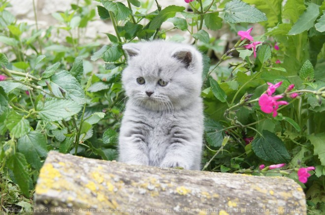 Photo de British shorthair