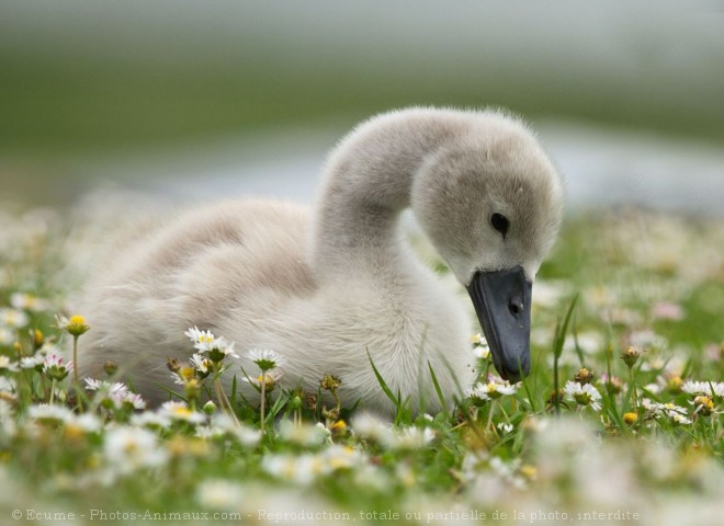 Photo de Cygne