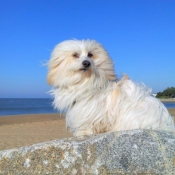 Photo de Coton de tulear