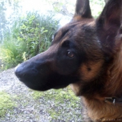 Photo de Berger belge malinois