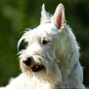 Photo de Scottish terrier