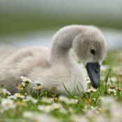 Photo de Cygne