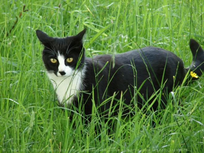 Photo de Chat domestique