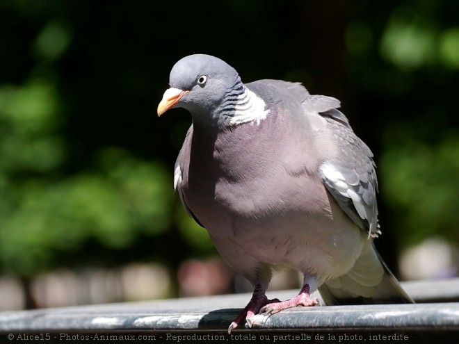 Photo de Pigeon - ramier