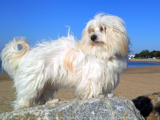 Photo de Coton de tulear