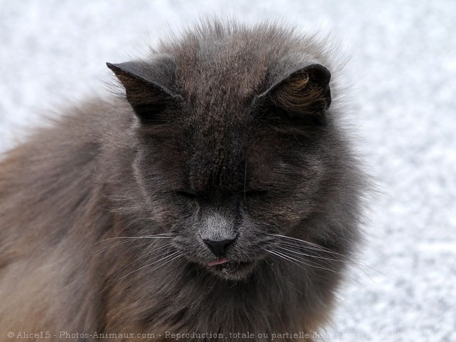 Photo de Chat domestique