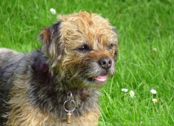 Photo de Border terrier