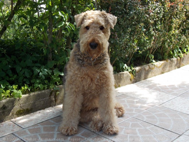 Photo d'Airedale terrier