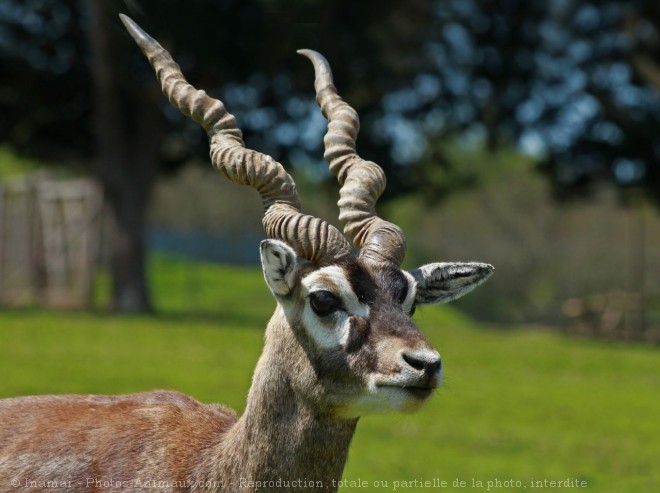 Photo d'Antilope