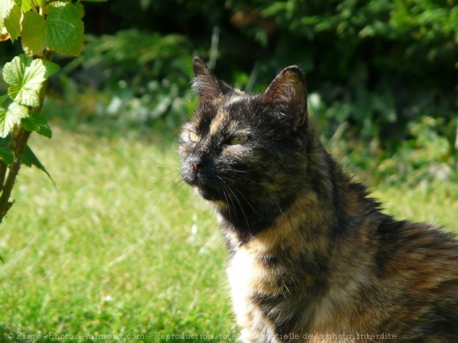 Photo de Chat domestique