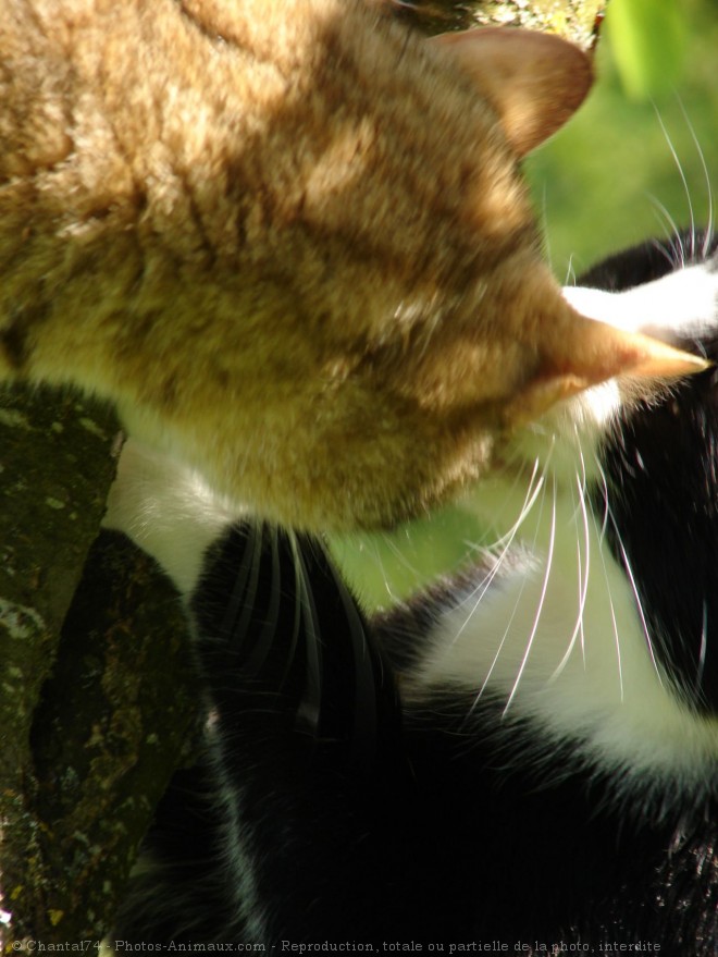 Photo de Chat domestique