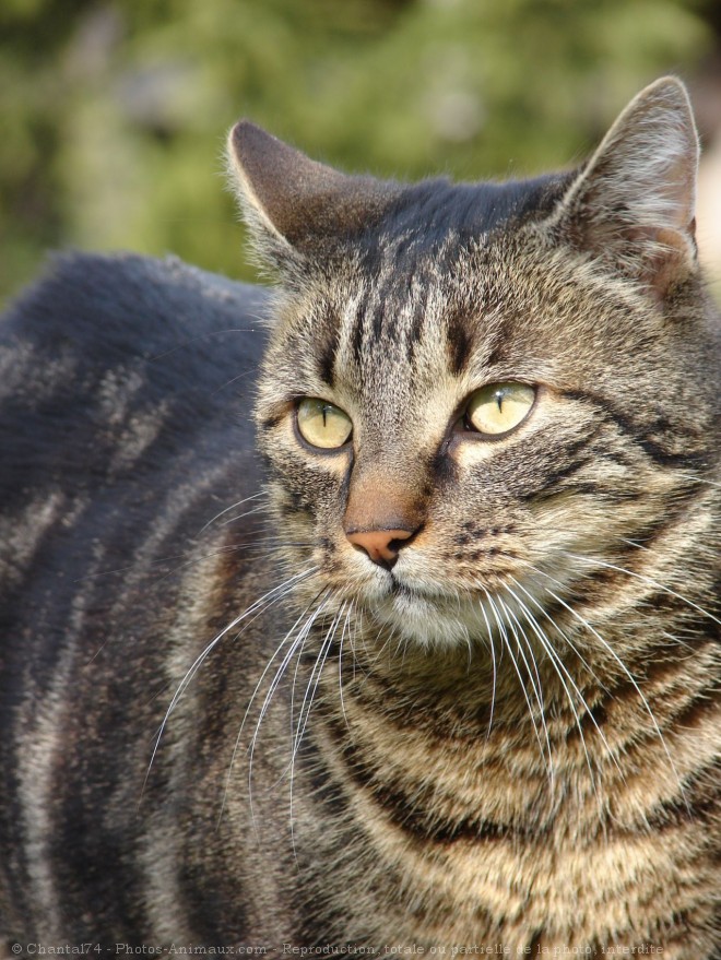 Photo de Chat domestique