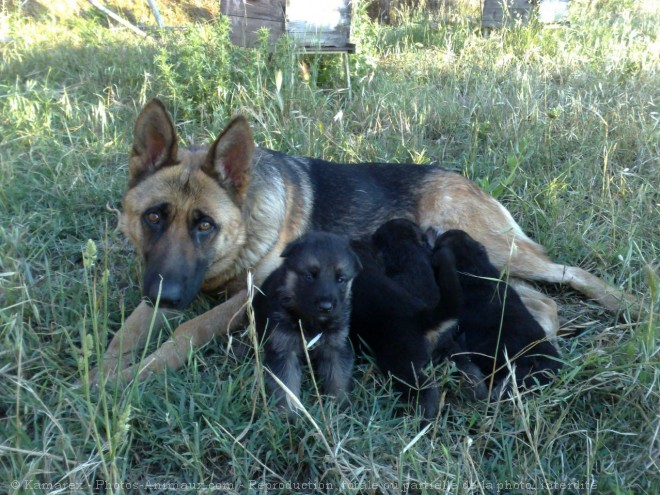 Photo de Berger allemand  poil court