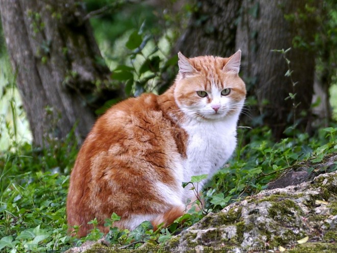 Photo de Chat domestique