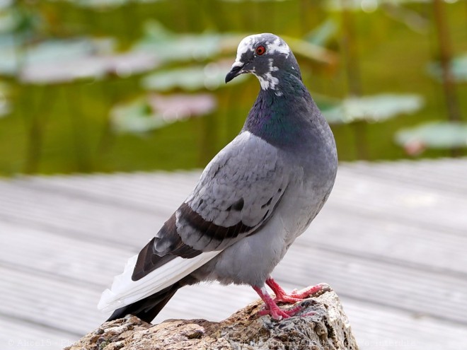 Photo de Pigeon